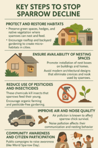 Stopping Sparrow Decline