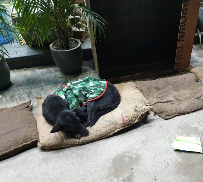 giving warmth to stray dog The Okhla Times