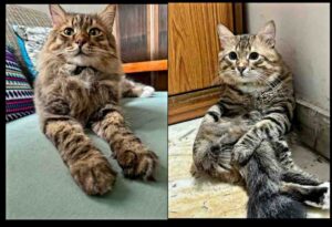 Russian and Persian breed cats